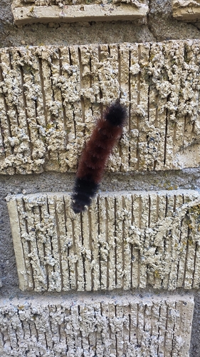 Isabella Tiger Moth