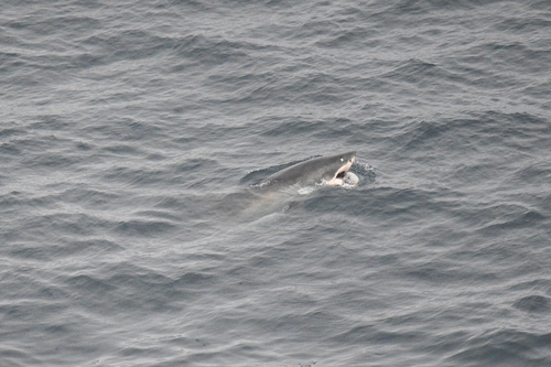 Great White Shark