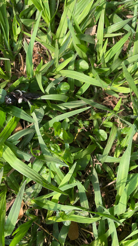 Big-headed Large Carpenter Bee