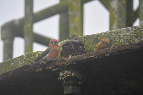 Red Crossbill