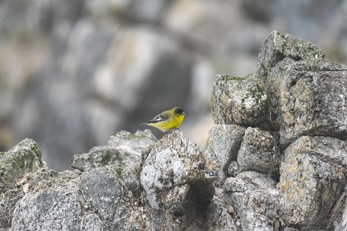 Lesser Goldfinch