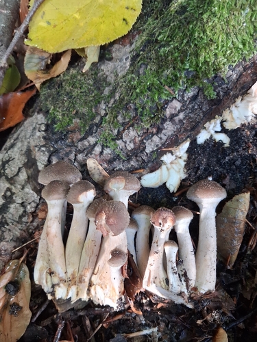Honey Mushroom
