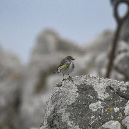 Myrtle Warbler
