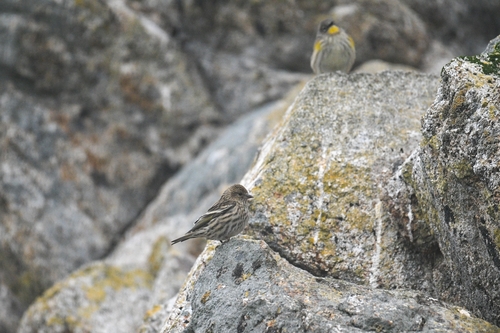 Pine Siskin