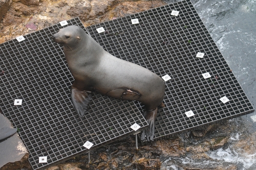 Steller Sea Lion