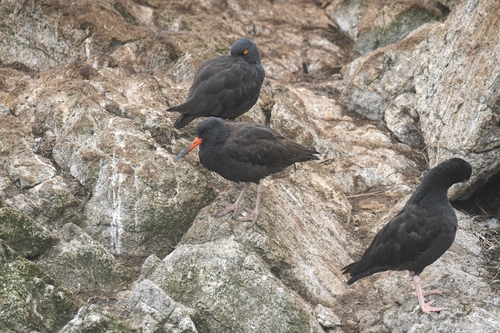 Black Oystercatcher