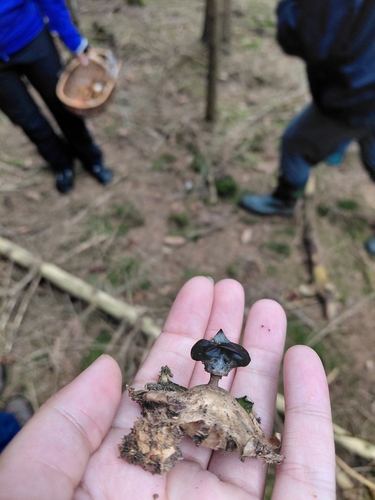Striated Earthstar