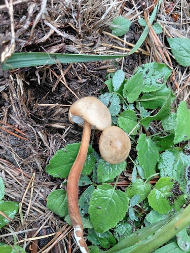 Xerula pudens