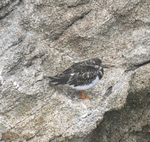 Ruddy Turnstone