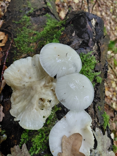 porcelain mushroom