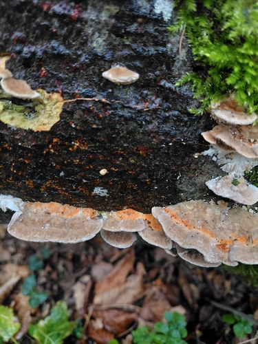 Gilled Polypore