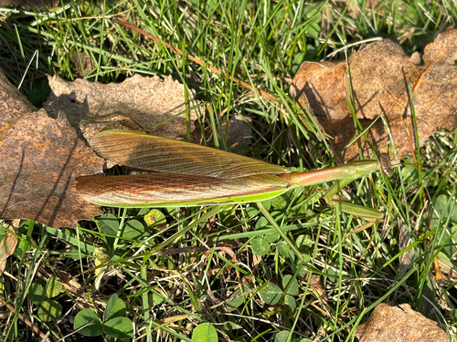 Chinese Mantis