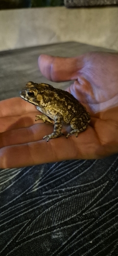 Asian Common Toad