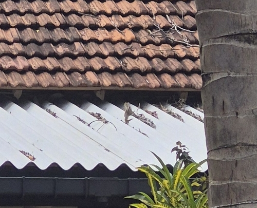 Three-striped Palm Squirrel