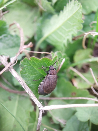 Galeruca pomonae