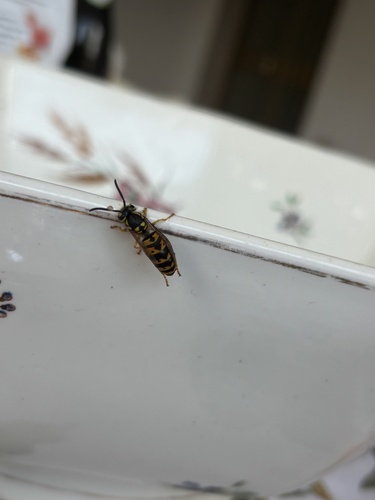 German Yellowjacket