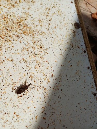 Western Conifer Seed Bug