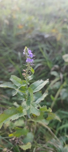 Long-leaved Speedwell