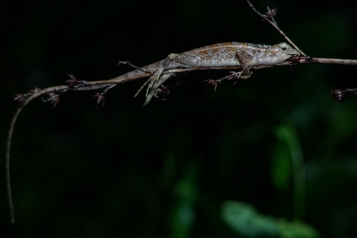 Indian Garden Lizard