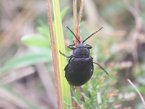 black-punctured leaf beetle