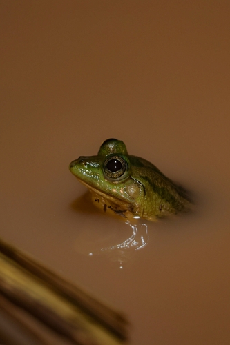 Indian Five-fingered Frog