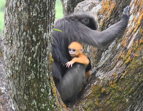 Dusky Leaf Monkey
