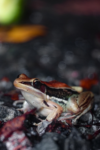 Sri Lanka wood frog