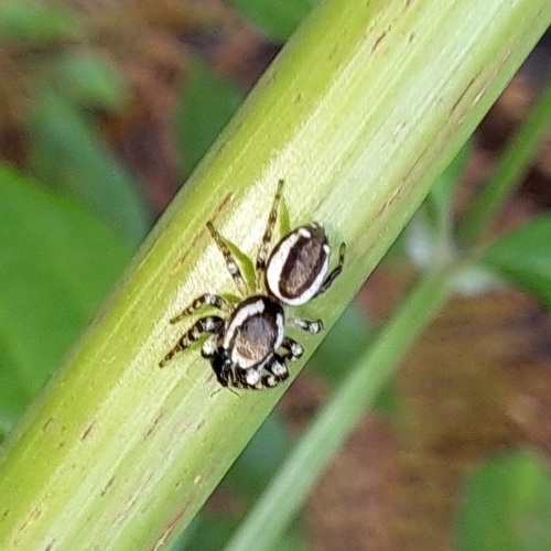 Pelegrina proterva