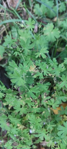 Small-flowered Crane's-bill