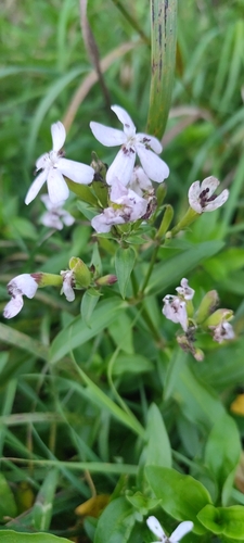 Soapwort Anther Smut