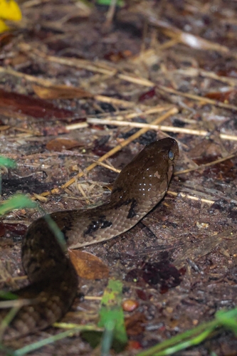 Tikiri Keelback