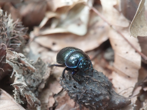 Woodland Dor Beetle