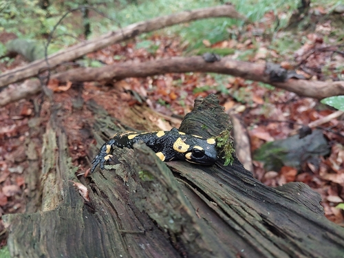 Fire Salamander