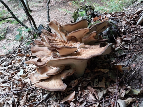 Giant Polypore