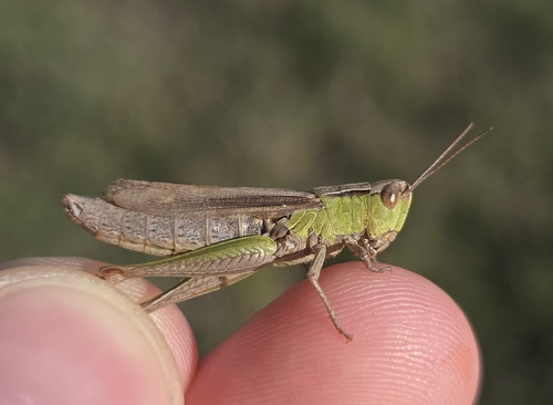 Steppe Grasshopper