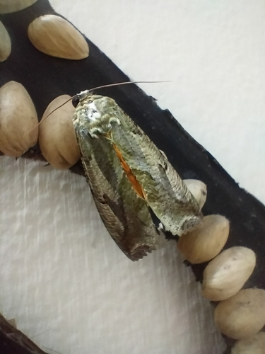 Dot-underwing Moth