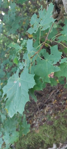Norway maple