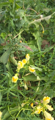 common toadflax