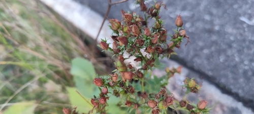 Common St. John's Wort