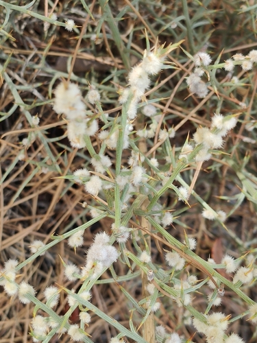 Dasineura scorpii