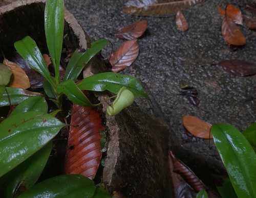 Sri Lankan pitcher plant