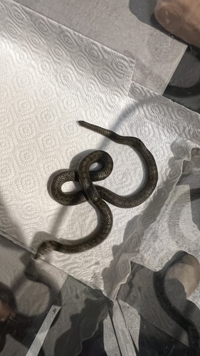 Smooth Snake