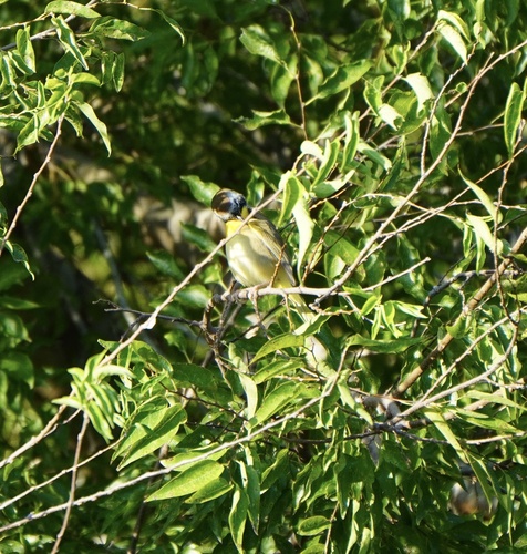 Common Yellowthroat