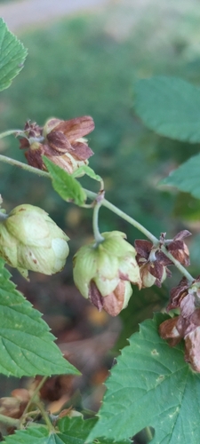 common hops