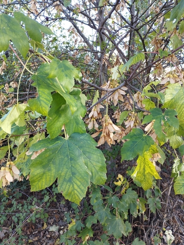 sycamore maple