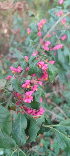 Spindle
