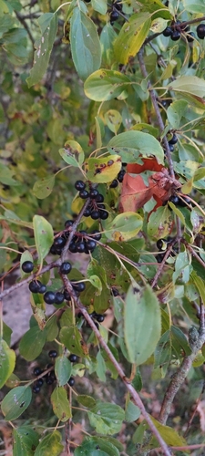 common buckthorn