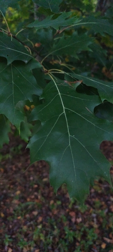 northern red oak
