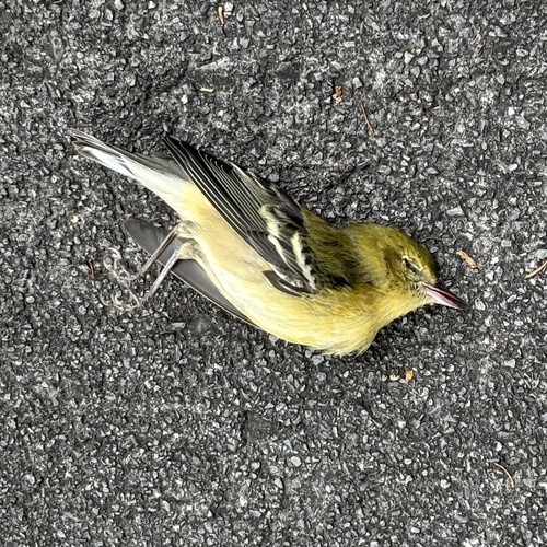 Bay-breasted Warbler