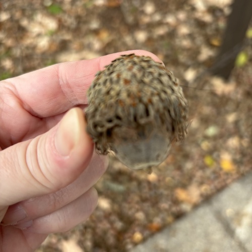 bur oak